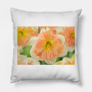 Narcissus  &#39;Vanilla Peach&#39;  Daffodil  Division 11a Split-corona Pillow