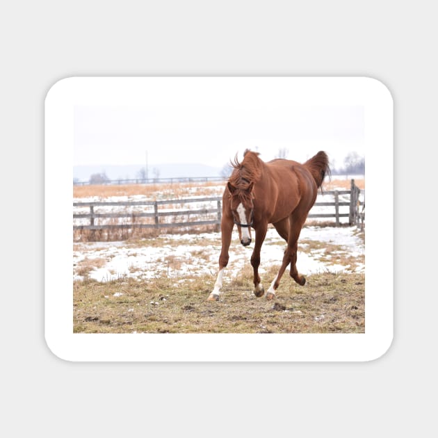 Verrazano filly Magnet by theartsyeq