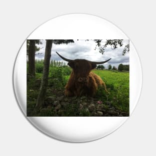 Scottish Highland Cattle Cow 2013 Pin