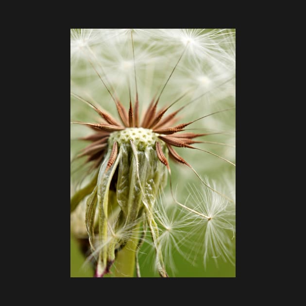 Dandelion macro photography by glovegoals