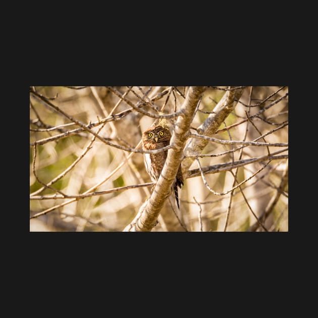 Pygmy Owl Perched in a Tree by JeffreySchwartz