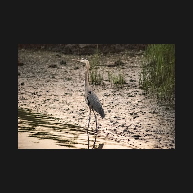 Great Blue Heron in Calabash by KensLensDesigns