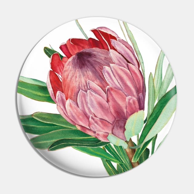 Watercolor protea flower Pin by InnaPatiutko