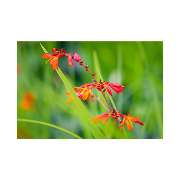 Close-up of crocosmia flowers by blossomcophoto