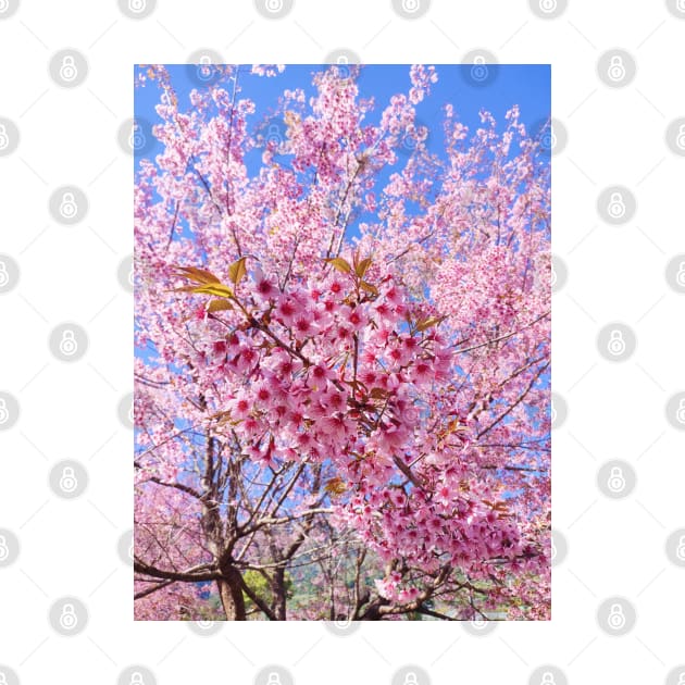 Beautiful pink flowers by PPphatsorn