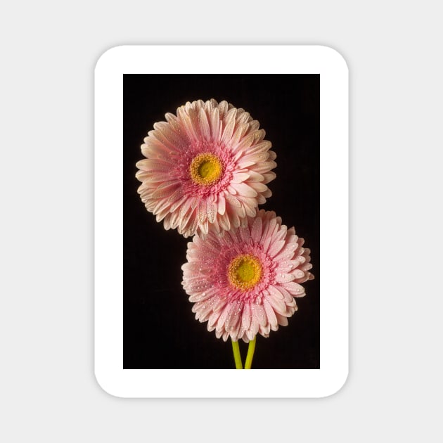 Two Dew Covered Pink Gerbera Daises Magnet by photogarry