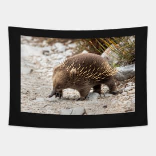 Echidna, Cradle Mountain, Tasmania Tapestry