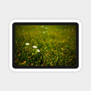 Wild flowers in a field Magnet