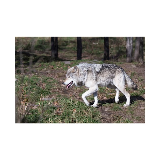 A lone timber wolf in the woods by josefpittner