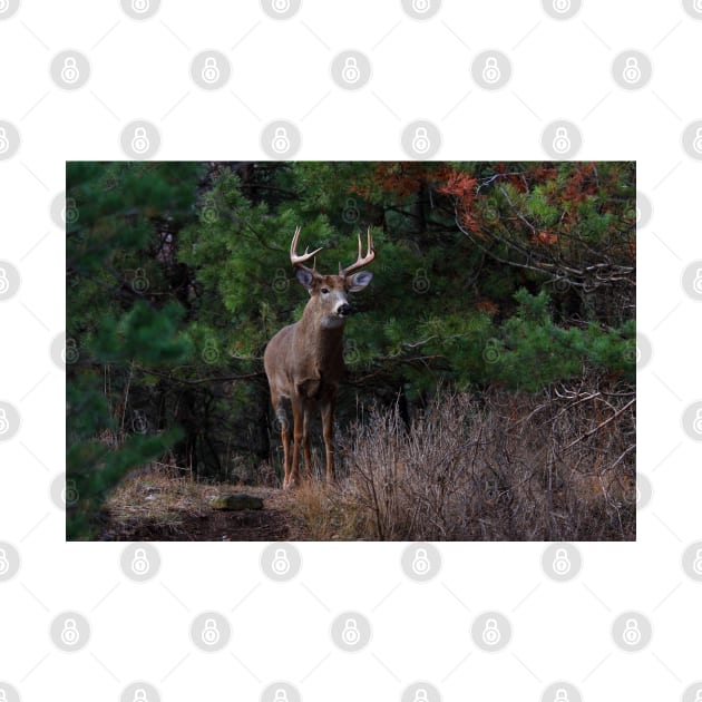 The King is Dead...Long Live the King - White-tailed Deer by Jim Cumming