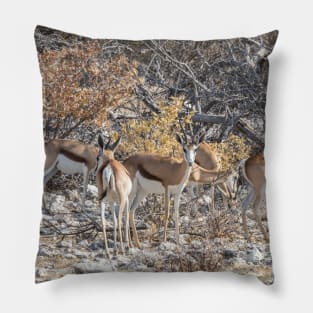 Namibia. Etosha National Park. Springboks. Pillow