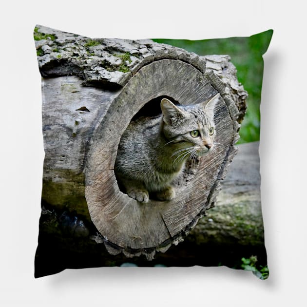 Wild cat IV/ Swiss Artwork Photography Pillow by RaphaelWolf