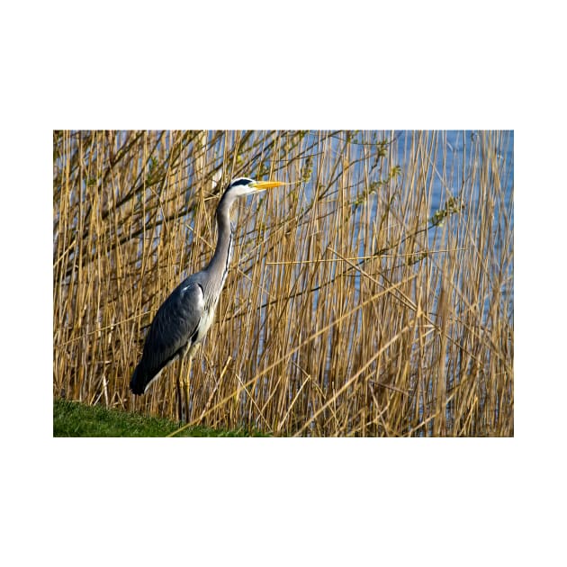 Grey Heron among the reeds by Violaman