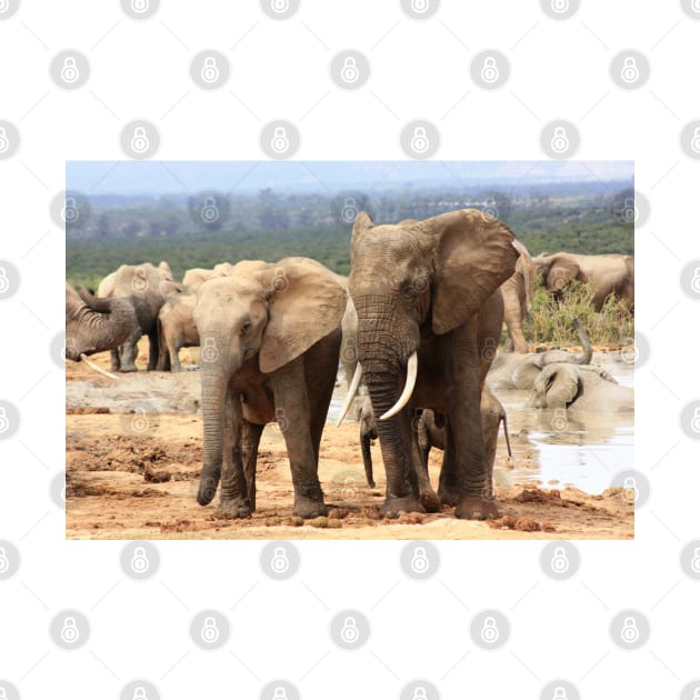 African Wildlife Photography Elephant Siblings by PathblazerStudios