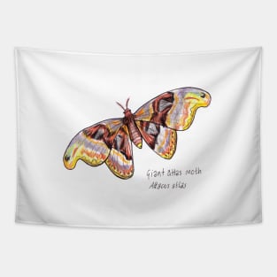 Atlas Moth drawing Tapestry