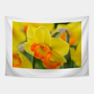 Narcissus  &#39;Bantam&#39;  AGM   Division 2 Large-cupped  Daffodil Tapestry