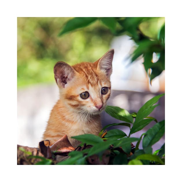 Cute kitten cat perched in a tree with an inquisitive look by Geoff79