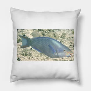 Parrot Fish Pillow