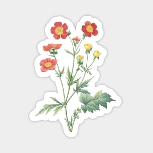 Red Geranium Wildflower Vintage Botanical Illustration Magnet