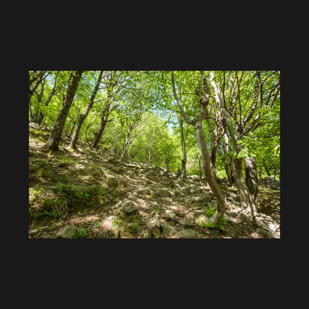 Beech forest and hiking trail by naturalis