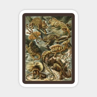 Lacertilia by Ernst Haeckel Magnet