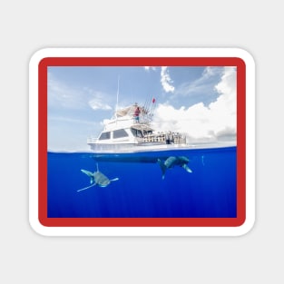 Oceanic White Tips Sharks Cruising Under A Boat Magnet