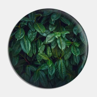 Dark green leaves texture Pin