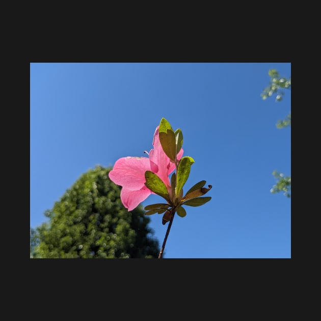 Back of Pink Flower in Sun 1 by AustaArt