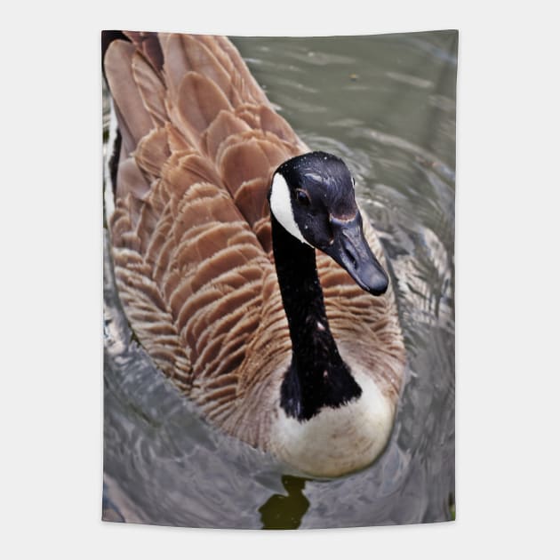 Canada Goose Up Close Tapestry by Viking Visual - Lori Svensen