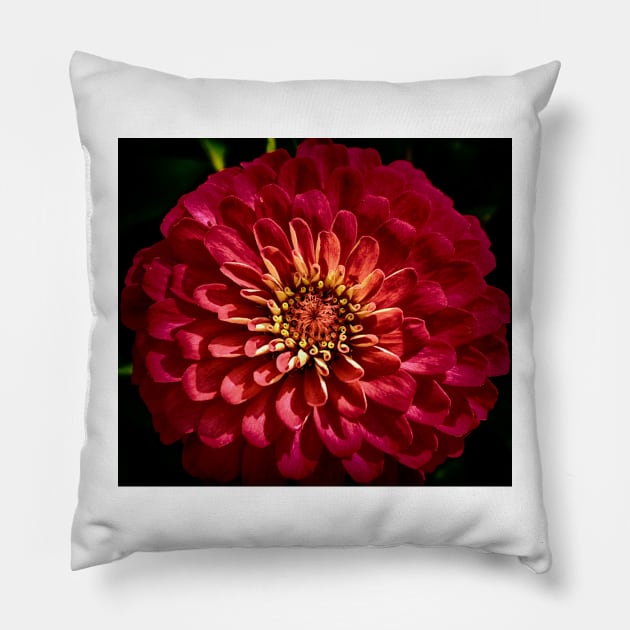 Zinnia Flower Pillow by JimDeFazioPhotography