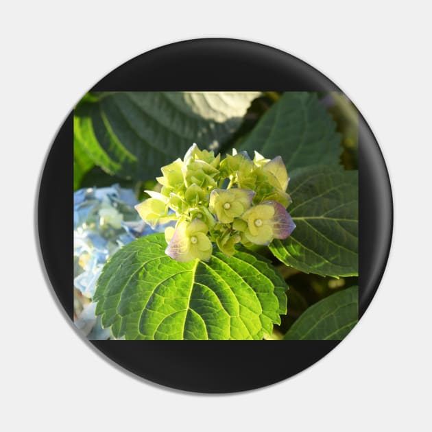 Hortensia flowers photo Pin by olgart