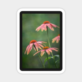 Echinacea flowers with green background Magnet