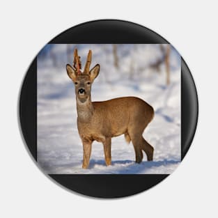 Roe buck in the snow Pin