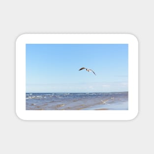 White seagull flying above the water Magnet