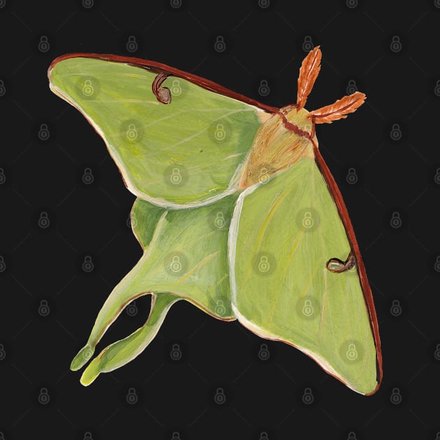 Luna Moth by Peleegirl