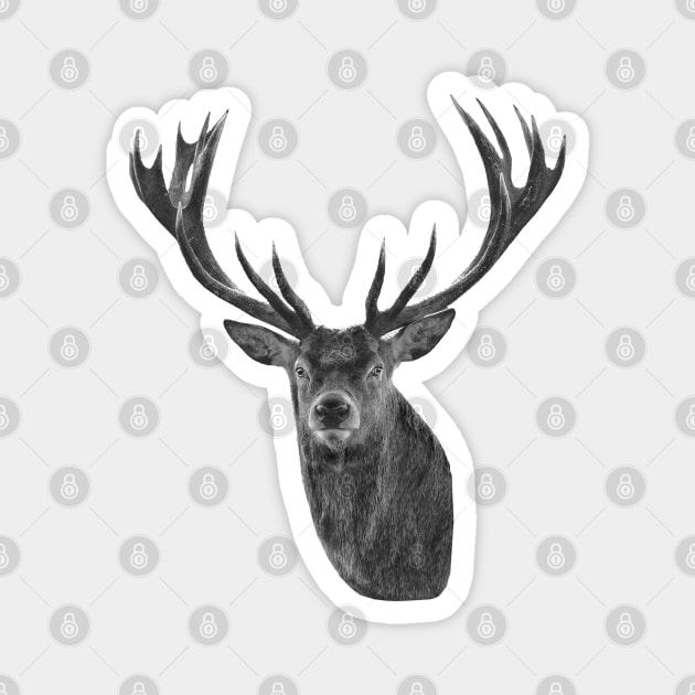 Red Deer Stag in B&W Magnet by dalyndigaital2@gmail.com