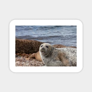 A common seal at Portgordon Scotland - 3 Magnet