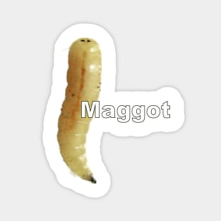 Maggot Magnet