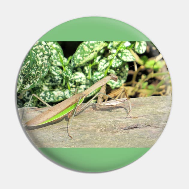 Praying Mantis No.2 Pin by MaryLinH