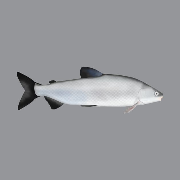 European Whitefish by FishFolkArt