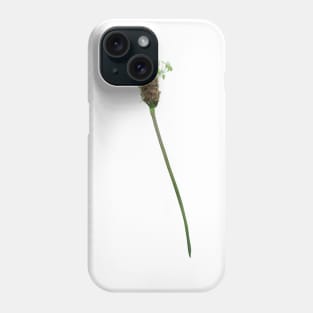 Ribwort Plantain Flower Phone Case