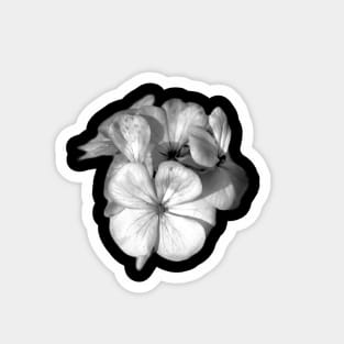 Bloom and Blossom Magnet