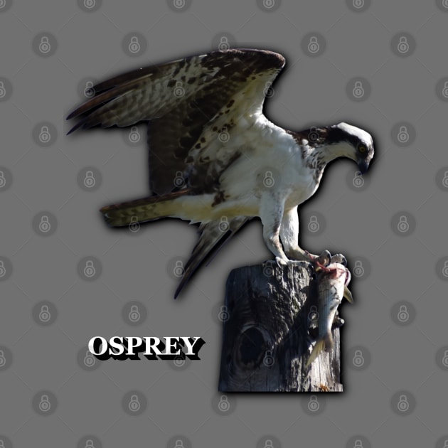 Osprey by Paul Prints