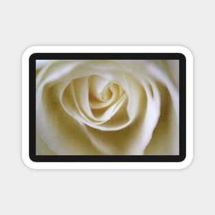 Dreamy Vintage Rose Magnet