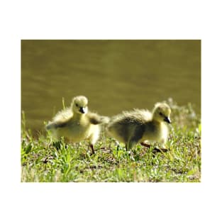 Baby goslings, Canadian Geese, wildlife gifts T-Shirt