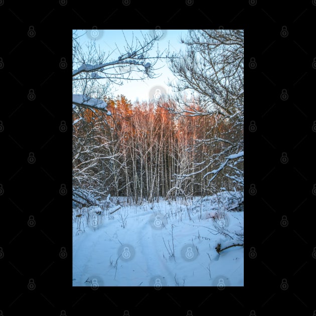 Winter landscape - frosty trees in snowy forest in the sunny morning. Tranquil winter nature in sunlight by Olga Berlet