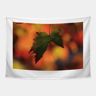 Kansas Colorful Fall Leave's Tapestry