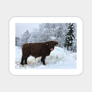 Scottish Highland Cattle Calf 1625 Magnet