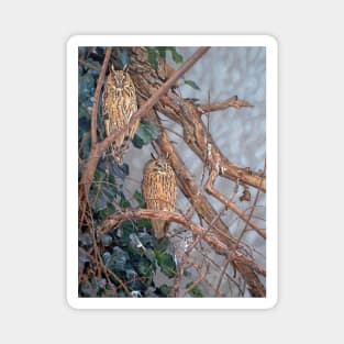 Long-eared Owls Magnet