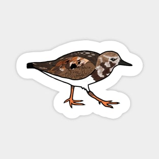 Ruddy Turnstone - Dry Tortugas Bird Magnet